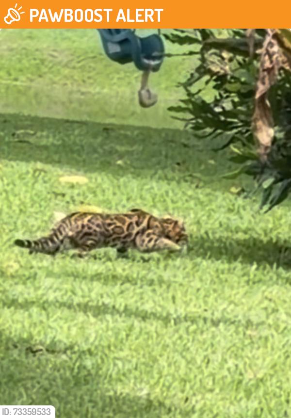 Found/Stray Female Cat last seen Yamato and 41, in Lake of Boca Cape Sable subdivision, Palm Beach County, FL 33498