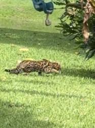 Found/Stray Female Cat last seen Yamato and 41, in Lake of Boca Cape Sable subdivision, Palm Beach County, FL 33498