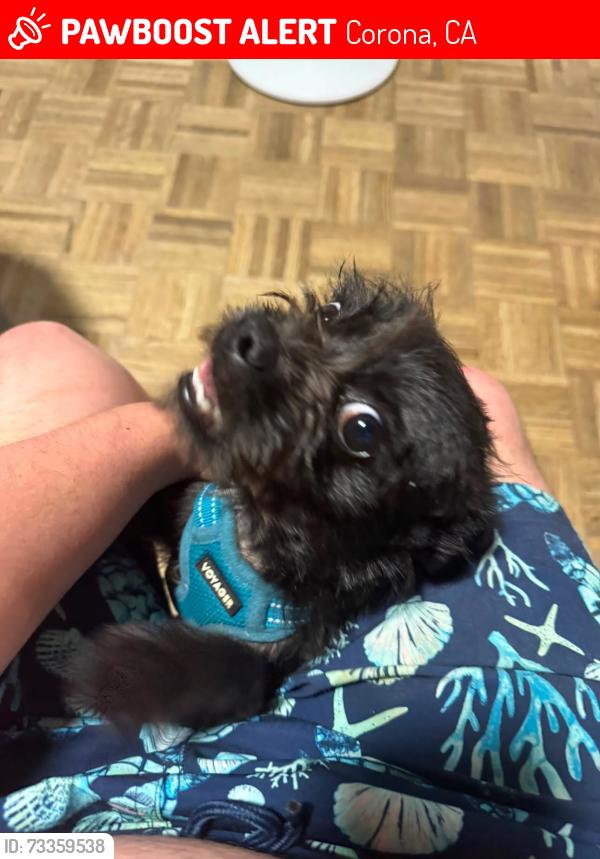 Lost Male Dog last seen Avenida del vista, Corona, CA 92882