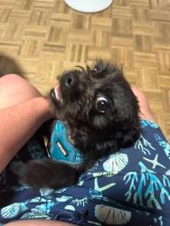 Lost Male Dog last seen Avenida del vista, Corona, CA 92882
