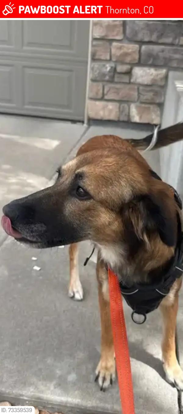 Lost Female Dog last seen Marshall lake, Thornton, CO 80602