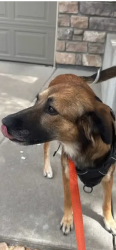 Lost Female Dog last seen Marshall lake, Thornton, CO 80602