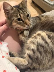 Lost Female Cat last seen Near acorn circle, Valley Center, CA 92082