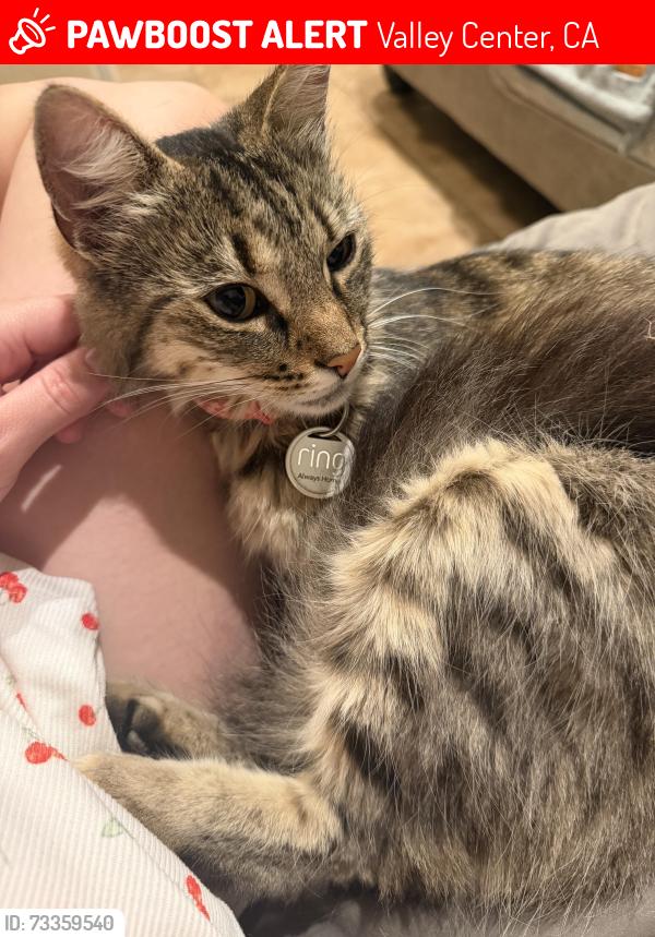 Lost Female Cat last seen Near acorn circle, Valley Center, CA 92082
