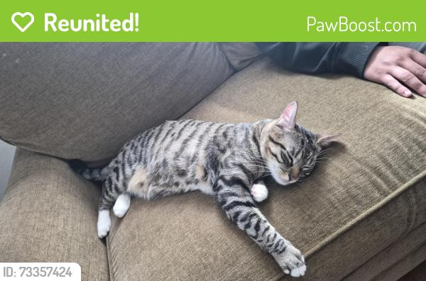Reunited Male Cat last seen Vista elementary school, Simi Valley, CA 93065