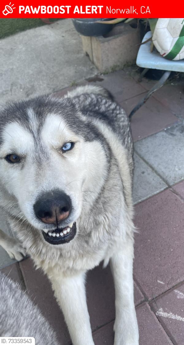 Lost Male Dog last seen Rosecrans and norwalk, Norwalk, CA 90650