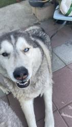 Lost Male Dog last seen Rosecrans and norwalk, Norwalk, CA 90650
