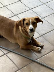 Lost Male Dog last seen San Marcelo, Brownsville, TX 78526