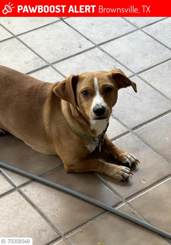 Lost Male Dog last seen San Marcelo, Brownsville, TX 78526