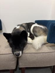 Found/Stray Female Dog last seen Best western hotel, Sugar Land, TX 77479