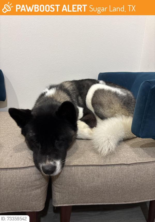 Found/Stray Female Dog last seen Best western hotel, Sugar Land, TX 77479