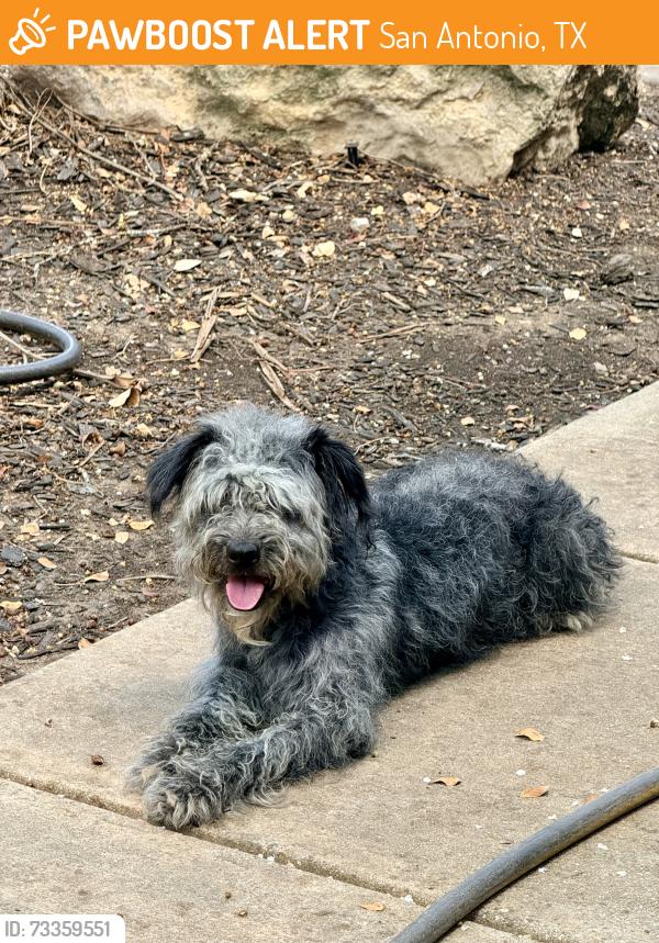 Found/Stray Male Dog last seen Blanco & bitters, San Antonio, TX 78216