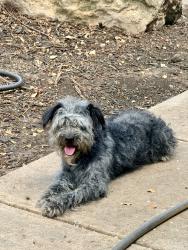 Found/Stray Male Dog last seen Blanco & bitters, San Antonio, TX 78216