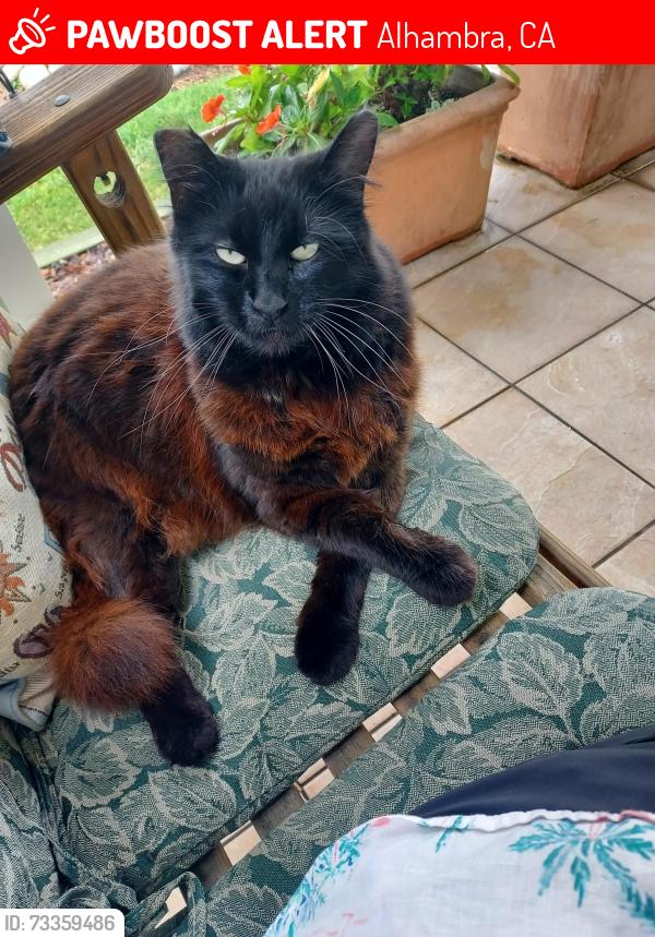Lost Male Cat last seen Carlos Street & LA Crescenta, Alhambra, CA 91803