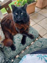Lost Male Cat last seen Carlos Street & LA Crescenta, Alhambra, CA 91803