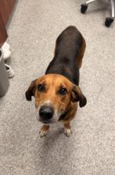 Shelter Stray Male Dog last seen Ipock Ln, New Bern, NC, 1639 Old Airport Rd, New Bern, NC 28562, USA
