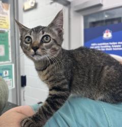 Shelter Stray Male Cat last seen Shell on corner of Broad Creek Hwy 55, Craven County: undefined, NC, 1639 Old Airport Rd, New Bern, NC 28562, USA
