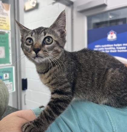 Shelter Stray Male Cat last seen Shell on corner of Broad Creek Hwy 55, Craven County: undefined, NC, 1639 Old Airport Rd, New Bern, NC 28562, USA