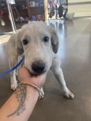 Shelter Stray Male Dog last seen Near Belsize Terrace, South District, TX, 355 Hillshire Dr, Haslet, TX 76052, USA