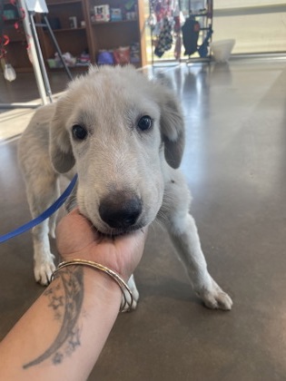 Shelter Stray Male Dog last seen Near Belsize Terrace, South District, TX, 355 Hillshire Dr, Haslet, TX 76052, USA