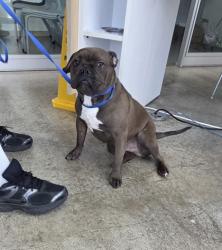 Shelter Stray Male Dog last seen Near S Ridge Terrace, South District, TX, 355 Hillshire Dr, Haslet, TX 76052, USA