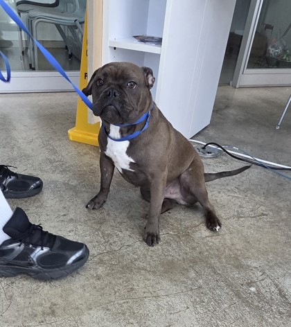 Shelter Stray Male Dog last seen Near S Ridge Terrace, South District, TX, 355 Hillshire Dr, Haslet, TX 76052, USA