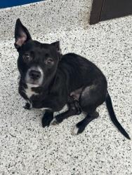 Shelter Stray Female Dog last seen Near center street nw, Atlanta, GA, 1251 Fulton Industrial Blvd NW, Atlanta, GA 30336, USA