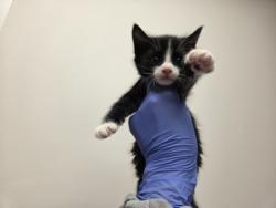Shelter Stray Male Cat last seen Horn Rd at Folsom Blvd, Rancho Cordova, CA, 6201 Florin Perkins Rd, Sacramento, CA 95828, USA