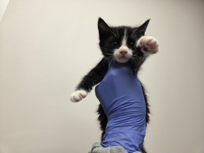 Shelter Stray Male Cat last seen Horn Rd at Folsom Blvd, Rancho Cordova, CA, 6201 Florin Perkins Rd, Sacramento, CA 95828, USA