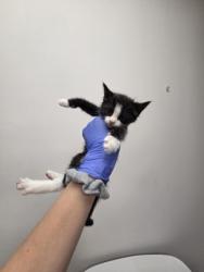 Shelter Stray Male Cat last seen Horn Rd at Folsom Blvd, Rancho Cordova, CA, 6201 Florin Perkins Rd, Sacramento, CA 95828, USA