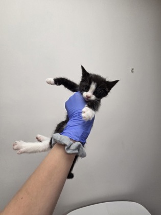 Shelter Stray Male Cat last seen Horn Rd at Folsom Blvd, Rancho Cordova, CA, 6201 Florin Perkins Rd, Sacramento, CA 95828, USA