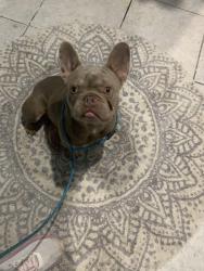 Found/Stray Male Dog last seen Cortez rd west near by auto part shop, Bradenton, FL 34210