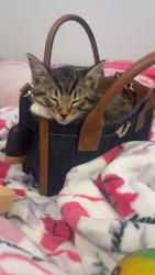 Lost Female Cat last seen S Umatilla Street and Arkansas Avenue, Denver, CO 80223