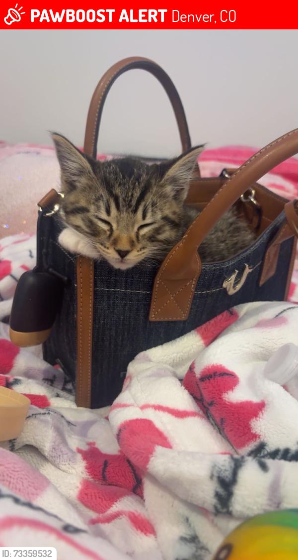Lost Female Cat last seen S Umatilla Street and Arkansas Avenue, Denver, CO 80223