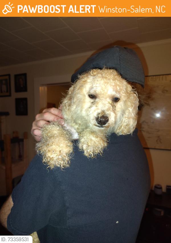 Found/Stray Male Dog last seen Monmouth and Main, Winston-Salem, NC 27127