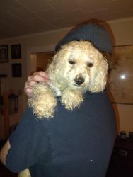 Found/Stray Male Dog last seen Monmouth and Main, Winston-Salem, NC 27127