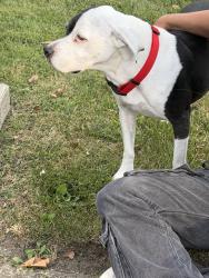 Reunited Male Dog last seen Near Nassau st, Uniontown, PA 15401