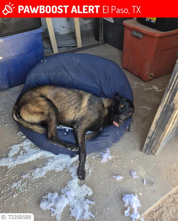 Lost Female Dog last seen Hunter Street, El Paso, TX 79915