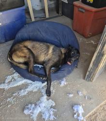 Lost Female Dog last seen Hunter Street, El Paso, TX 79915
