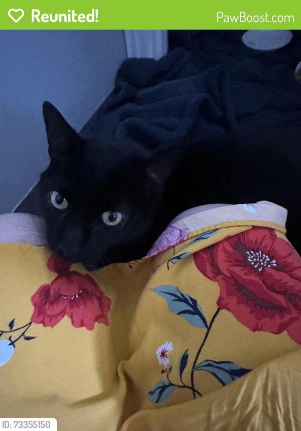 Reunited Female Cat last seen By Zion cemetery on laurel hill (Columbia), Columbia, PA 17512