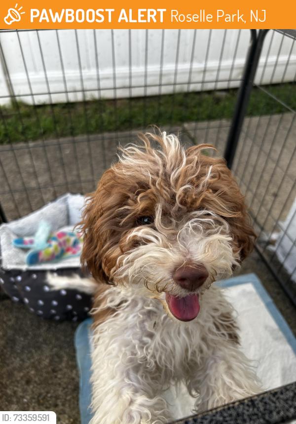 Found/Stray Male Dog last seen locust st, Roselle Park, NJ 07204
