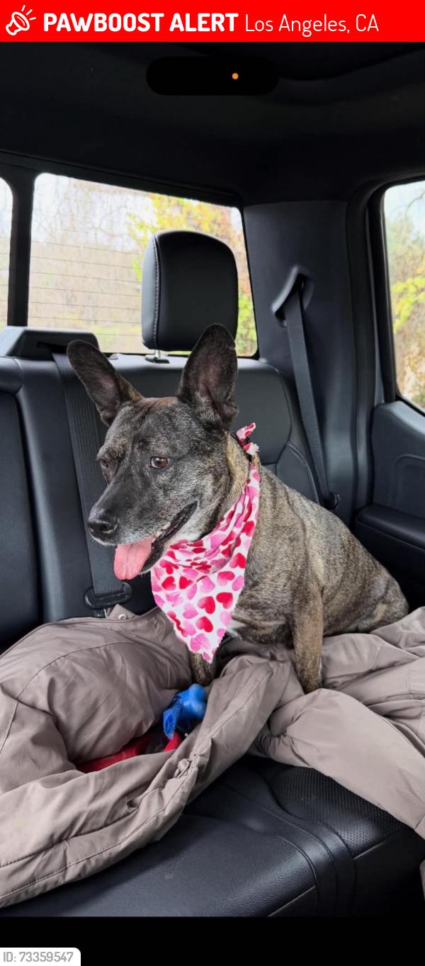 Lost Female Dog last seen Last seen near 11545 Orcas Avenue, Los Angeles, CA 91342