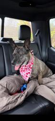 Lost Female Dog last seen Last seen near 11545 Orcas Avenue, Los Angeles, CA 91342