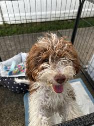 Found/Stray Male Dog last seen locust st, Roselle Park, NJ 07204