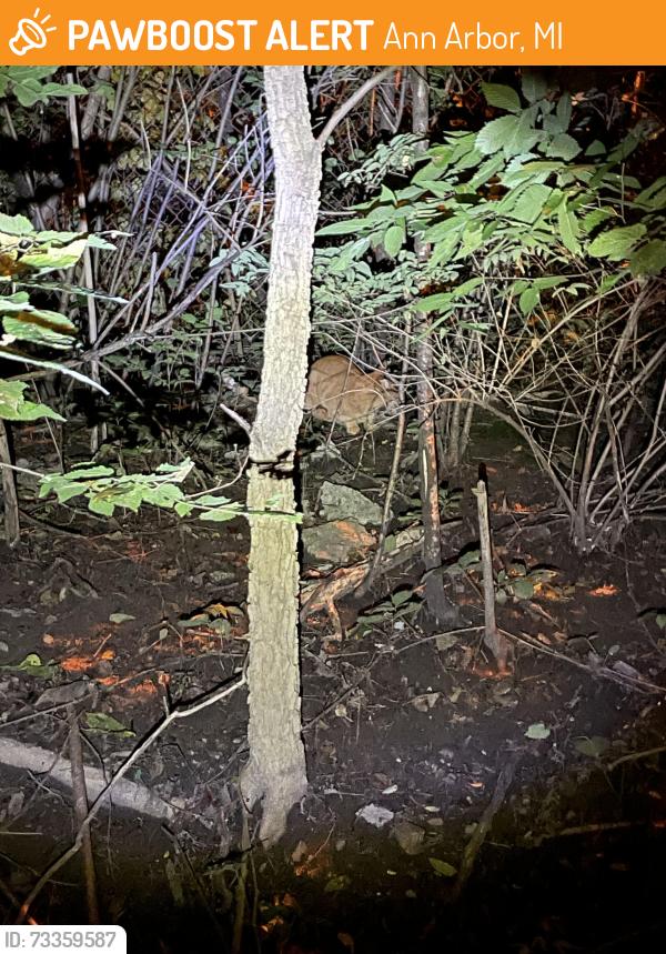 Found/Stray Unknown Cat last seen Independence & Packard, Ann Arbor, MI 48105