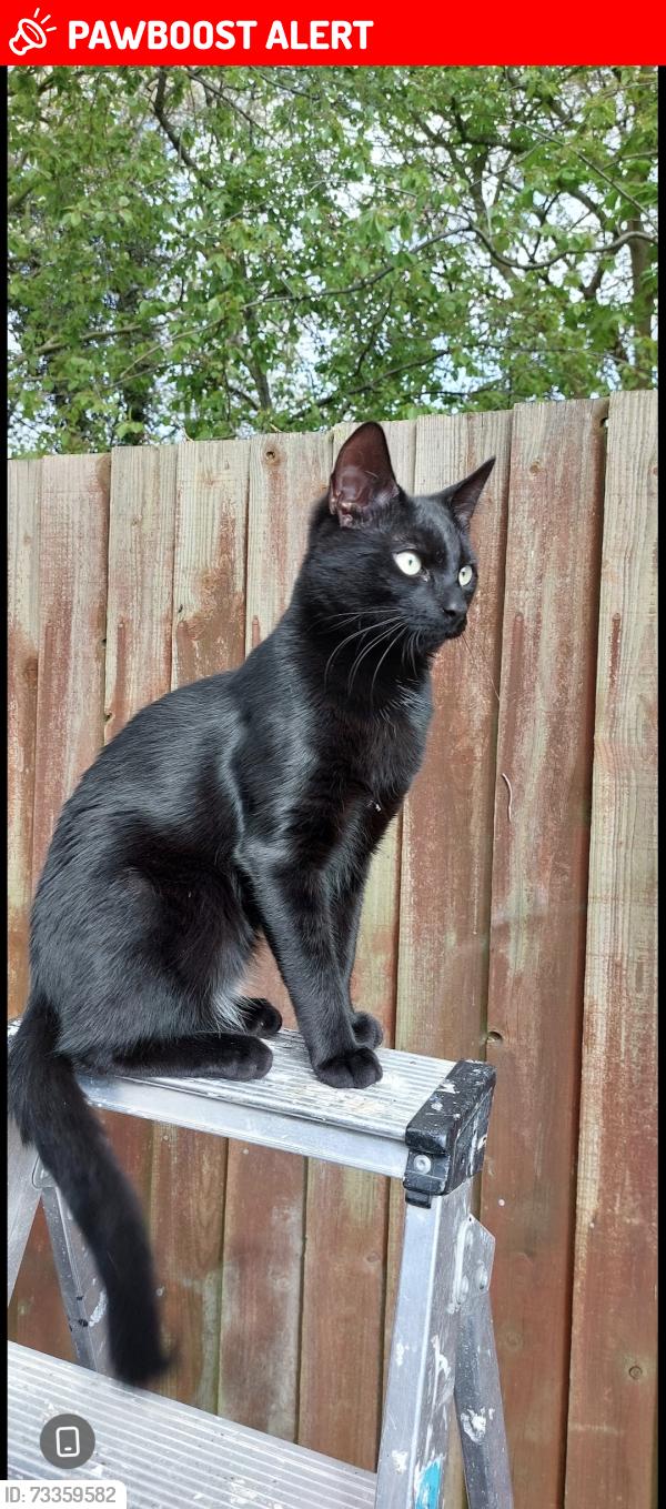 Lost Male Cat last seen Thurmaston village, Thurmaston, England 