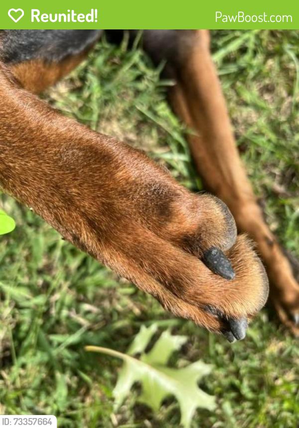 Reunited Male Dog last seen Near N Old 52 Rd, King, NC 27021, USA, King, NC 27021