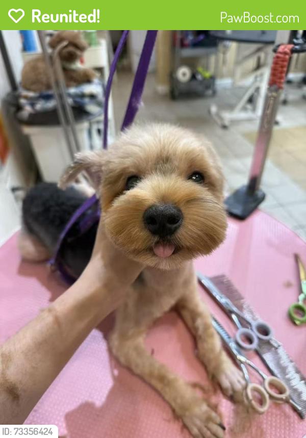 Reunited Male Dog last seen 43-36 Robinson Street, Queens, NY 11355