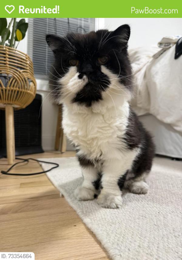 Reunited Unknown Cat last seen Woodward Ave and Emmons Ave, Birmingham, MI 48009