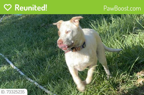 Reunited Male Dog last seen Harding rd, Connelly Springs, NC 28612